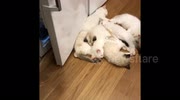 temp