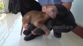 Baby macaque falls asleep in police officer's hand after being rescued