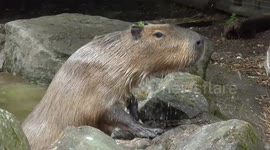 Clumsy capybara struggles to get out of pond