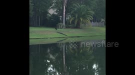 ALLIGATOR VS. VULTURES (INSANE)