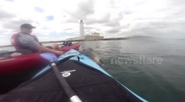 Seal pup tries to climb onto Kayak