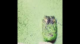 This is why you should never tease an alligator