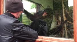 Monkey imitates man at zoo in Wales