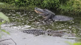 gator growls at another gator