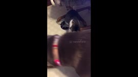 Cat loves the new fidget Spinner