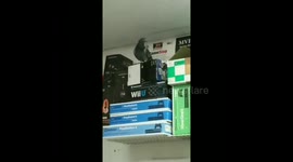 I Am the Pigeon Whisperer