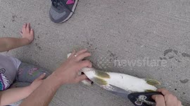 Man finds entire perch inside pike's belly
