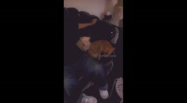 Who did it??? Chihuahua blames it on the other