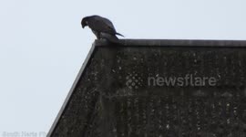 Bird Of Prey Screeches at Workmen on YMCA Roof in Town