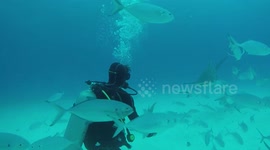 Huge shark 'dances' with diver