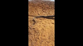 Massive snake relocated after being caught on game breeder's farm