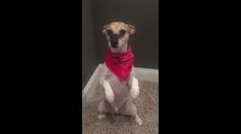 Dog Balances Fidget Spinner while on 2 legs!