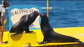 Seals Sea Lions perform by the sea