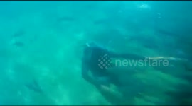 Feeding The Tropical fish with a Fish