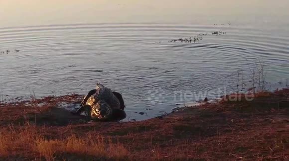 Wild dogs kill Kudu and then.....