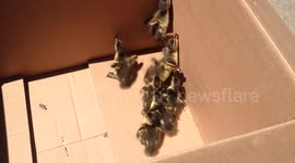 Duckling Rescue Video 2