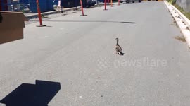 Duckling Rescue Video 3