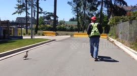 Duckling Rescue Video 4