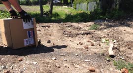 Duckling Rescue Video 5