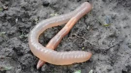 Queen Kong Earthworm filled with Cocoons