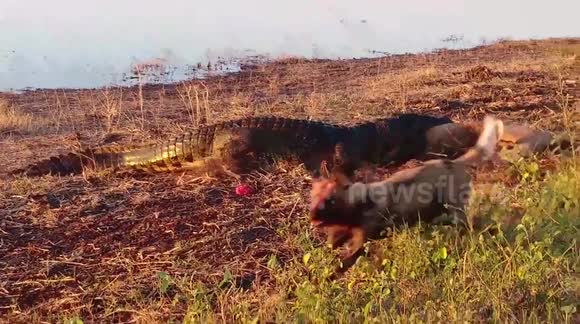 Huge crocodile steals wild dogs' kill in Botswana