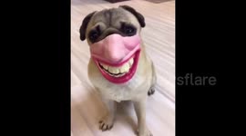Bizarre clip of dog laughing while wearing plastic mask