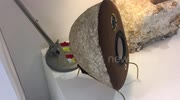 temp