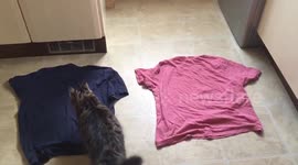 Kitten predicts the election result