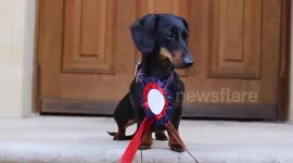 These dogs are ready for the election