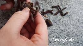 Woman puts tarantula in boyfriend's cheese toastie