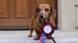 These dogs are ready for the election