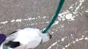 temp