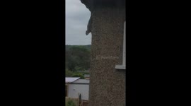 Squirrel hangs on to wall
