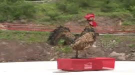 身高3米 体重1000斤 “宇宙鸡”飞到万州 