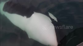 Fishermen have close encounter with orcas