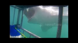 Shark bites diving cage in Gansbaai, South Africa