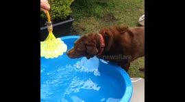 Dog and water balloons!!
