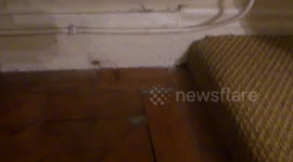 Two spiders clash in epic battle.