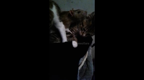 Kittens and rat form unlikely friendship