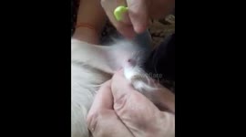 Removing a tick from a dog