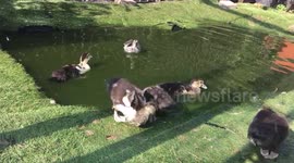 Disappearing ducklings