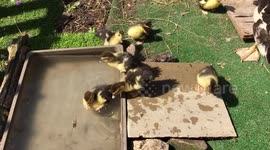 Ducklings first swim