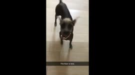 Playing the floor is lava with my dog