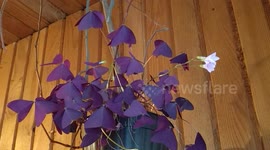 Man films beautiful timelapse of False Shamrock flowers closing before sundown