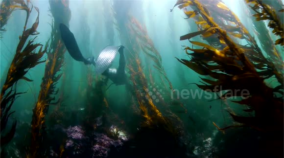 Freediver Swimming in Kelp Forest