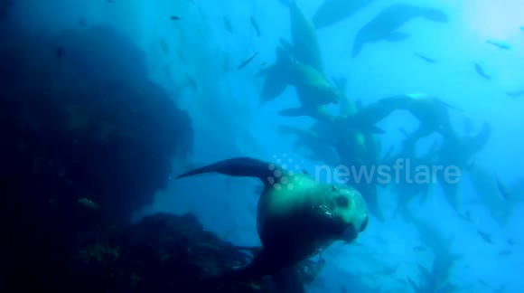 Huge Group of Sea Lions Underwater