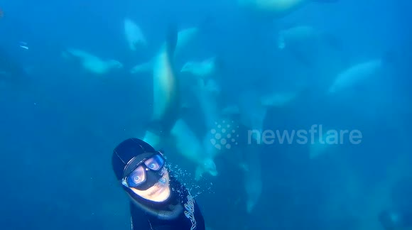 Curious Sea Lions Swarm Diver