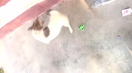 Dog Vs Fitget Spinner - Spin Battle! 