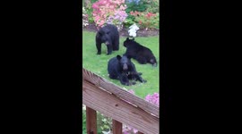 Black bear family play in back garden