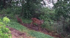 An adorable baby deer. #backyard #nature #Oregon https://t.co/R1oD6jAgcu